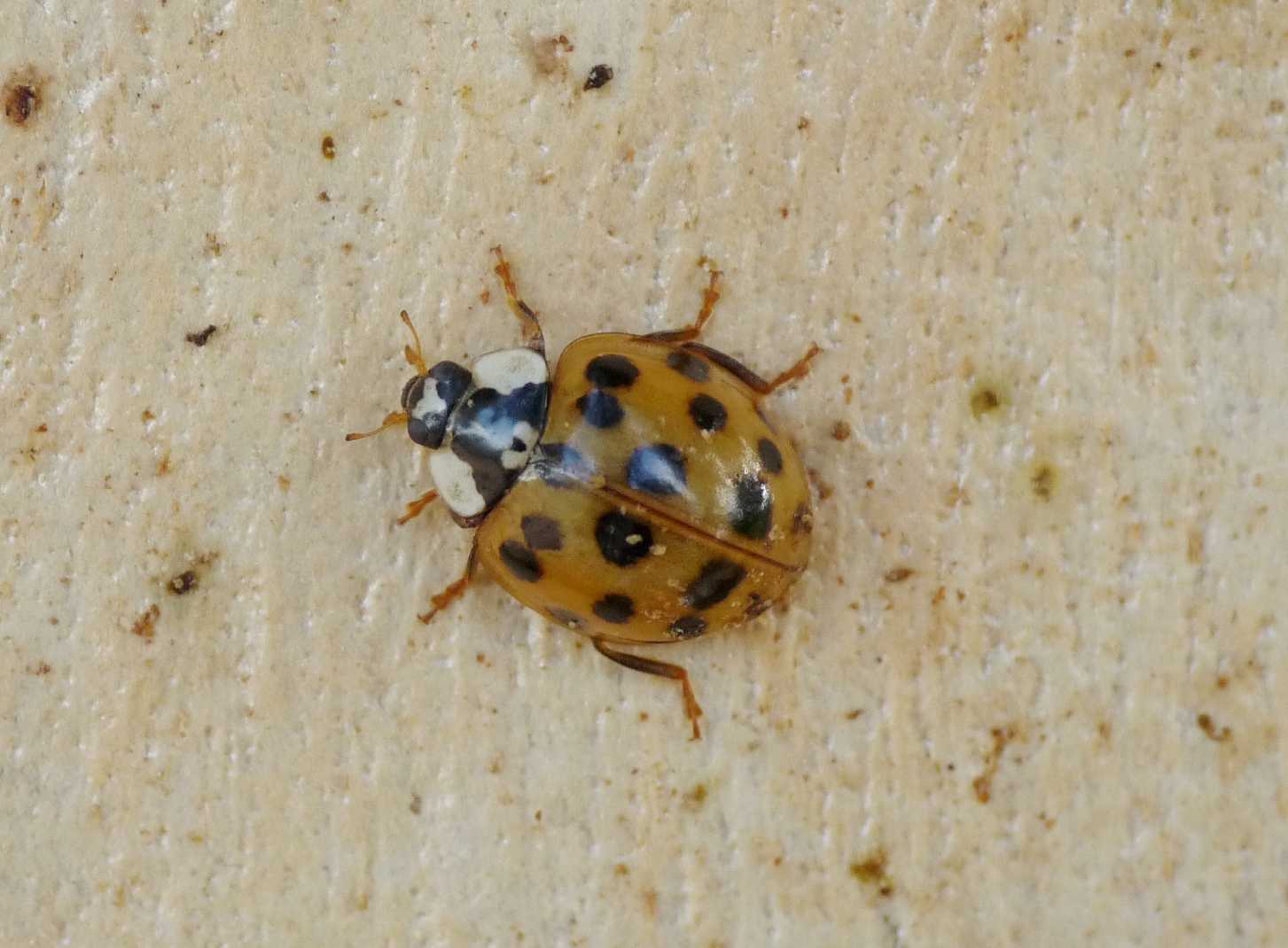 Coccinelle: Harmonia axyridis varie colorazioni (le pi grandi).